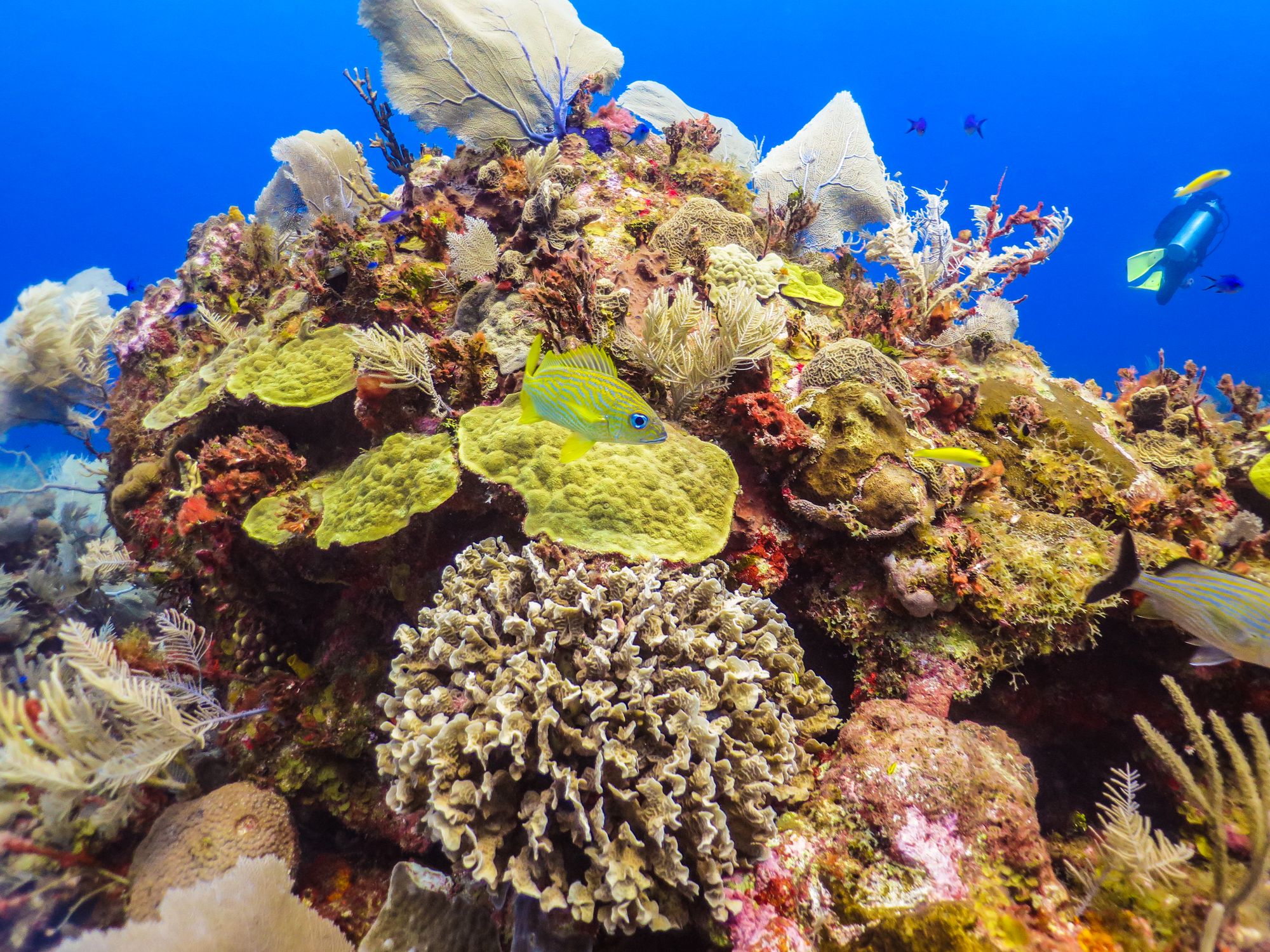 A diver over a Cozumel coral reef with sea fans and French grunts