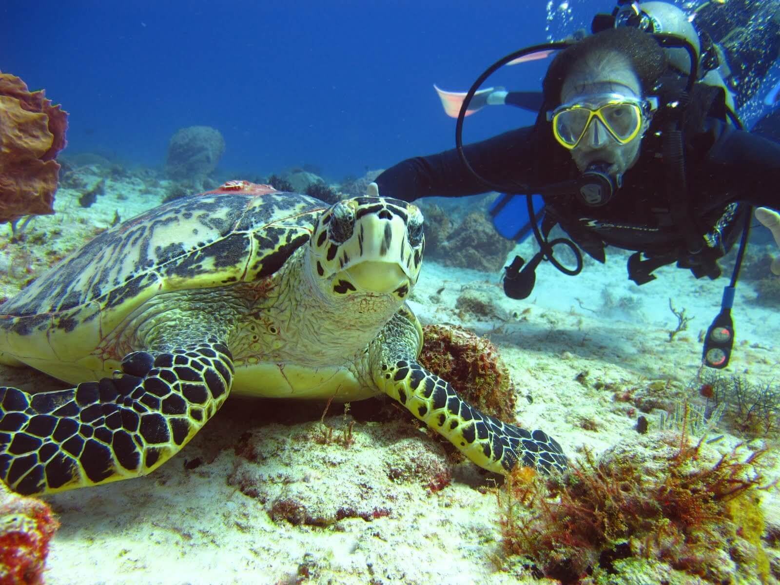 A diver meets a hawksbill turtle on a Riviera Maya reef